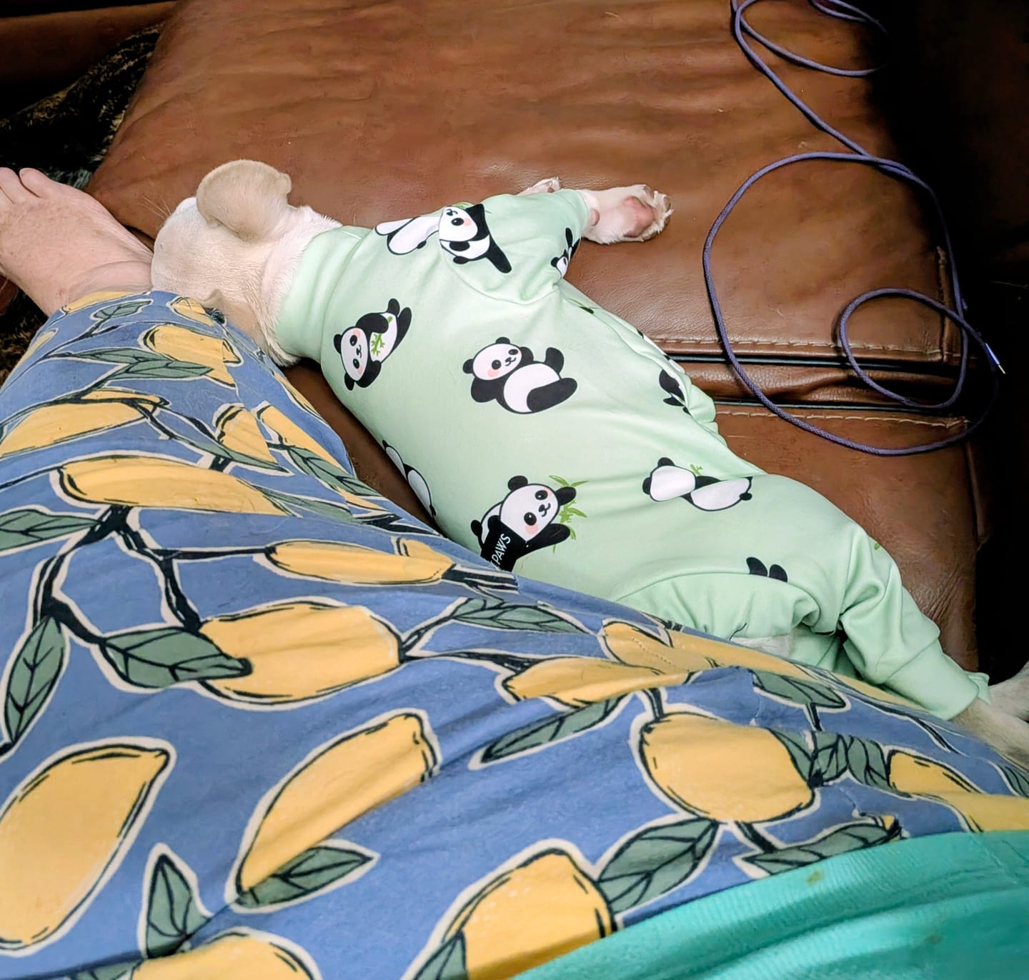 Customer photo review of Dog Pajama Prints