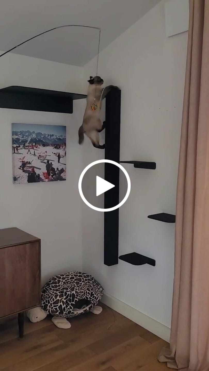 Customer video review of STYA Katzen Kletterwand | Katzen Treppe WL340 | Mit 3 Stufen