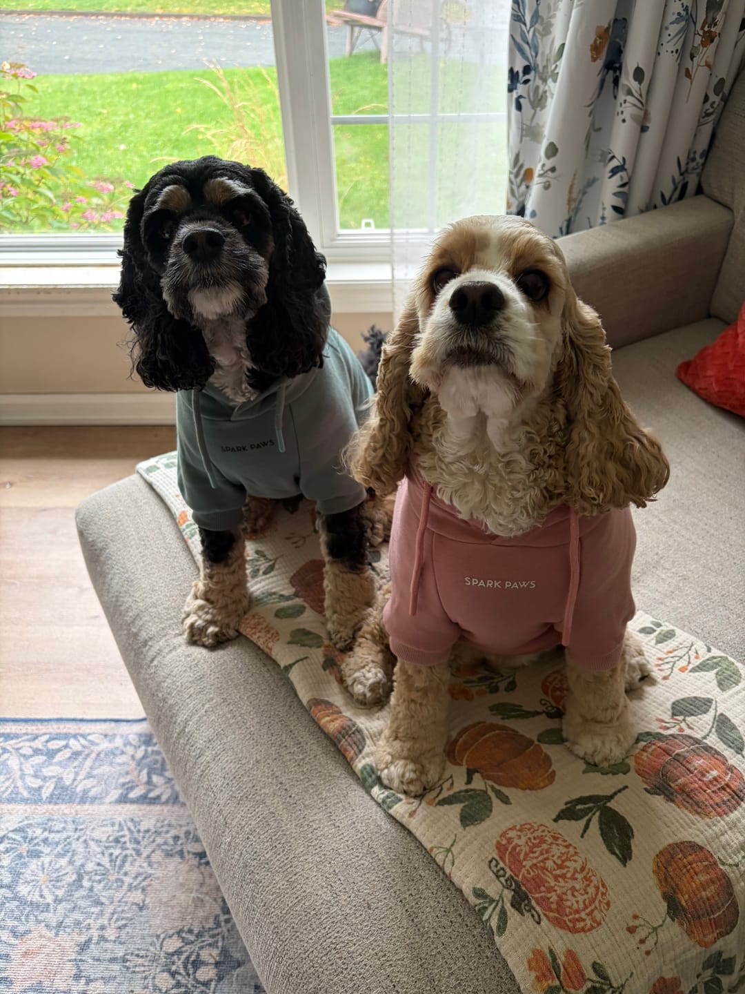 Customer photo review of Essential Dog Hoodie - Teal