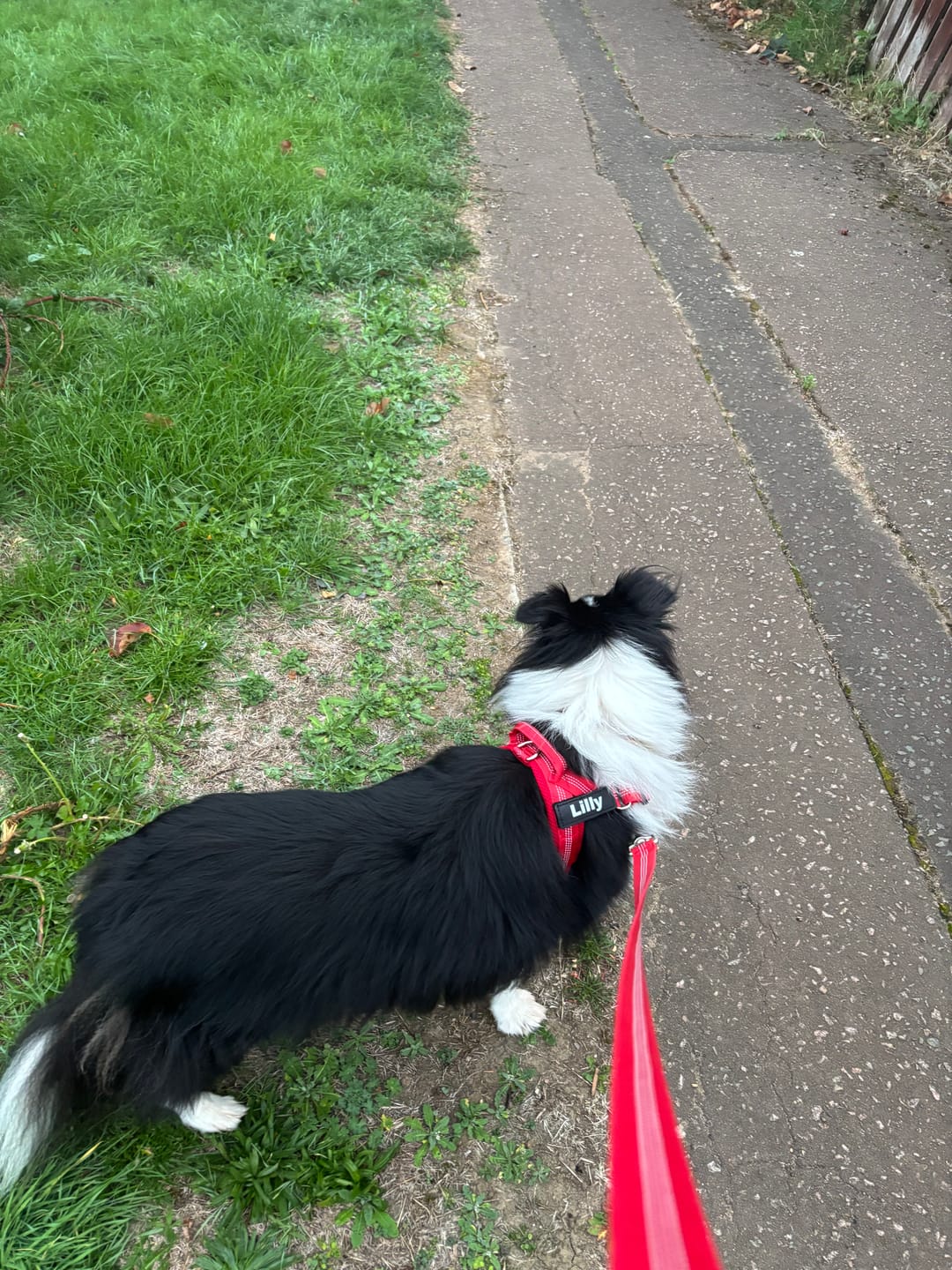 Customer photo review of 🎁 FREE ParoPet Classic Dog Lead