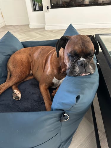 Customer's brown boxer dog sleeping comfortably in a blue Dog Dock bed on a home floor.