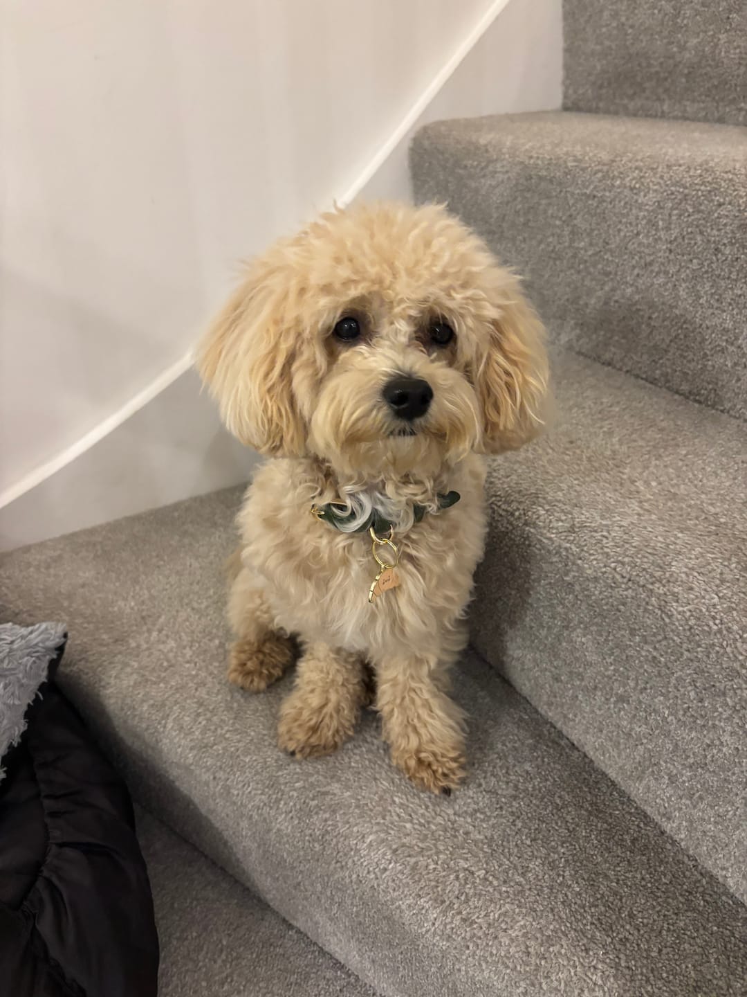 Customer photo review of Camille Croissant Metal Pet Tag