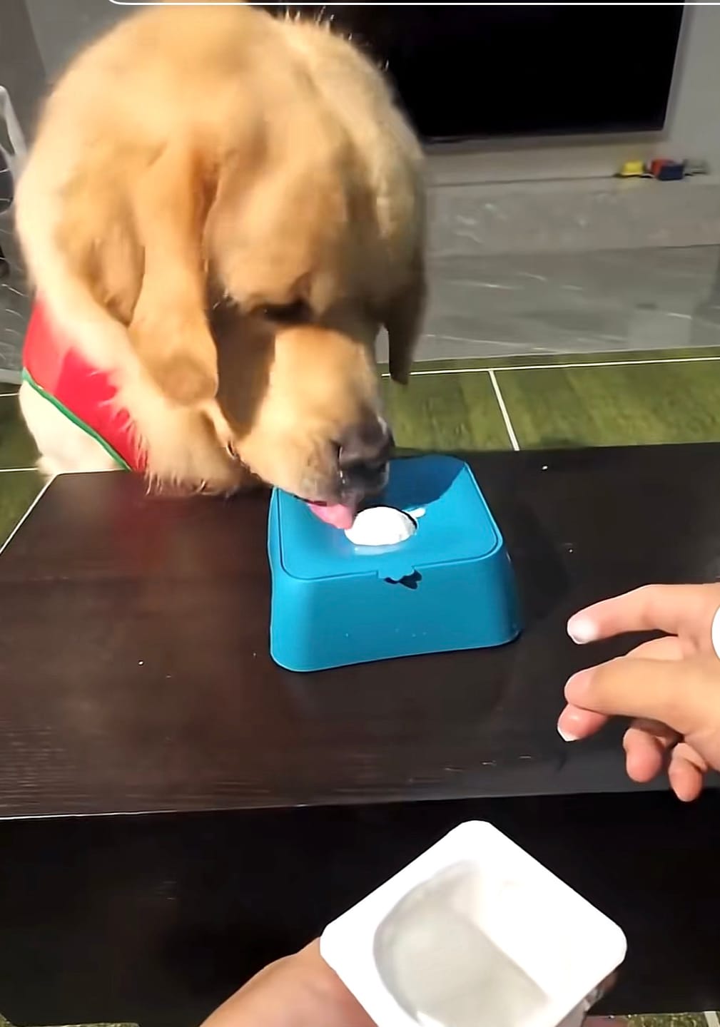 Customer photo review of Rolling Ball Lick Bowl - The Bestseller