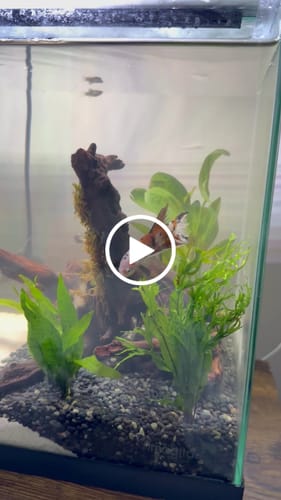 Customer video review of Multicolor King Giant Plakat Male Betta Fish | Mystery Betta