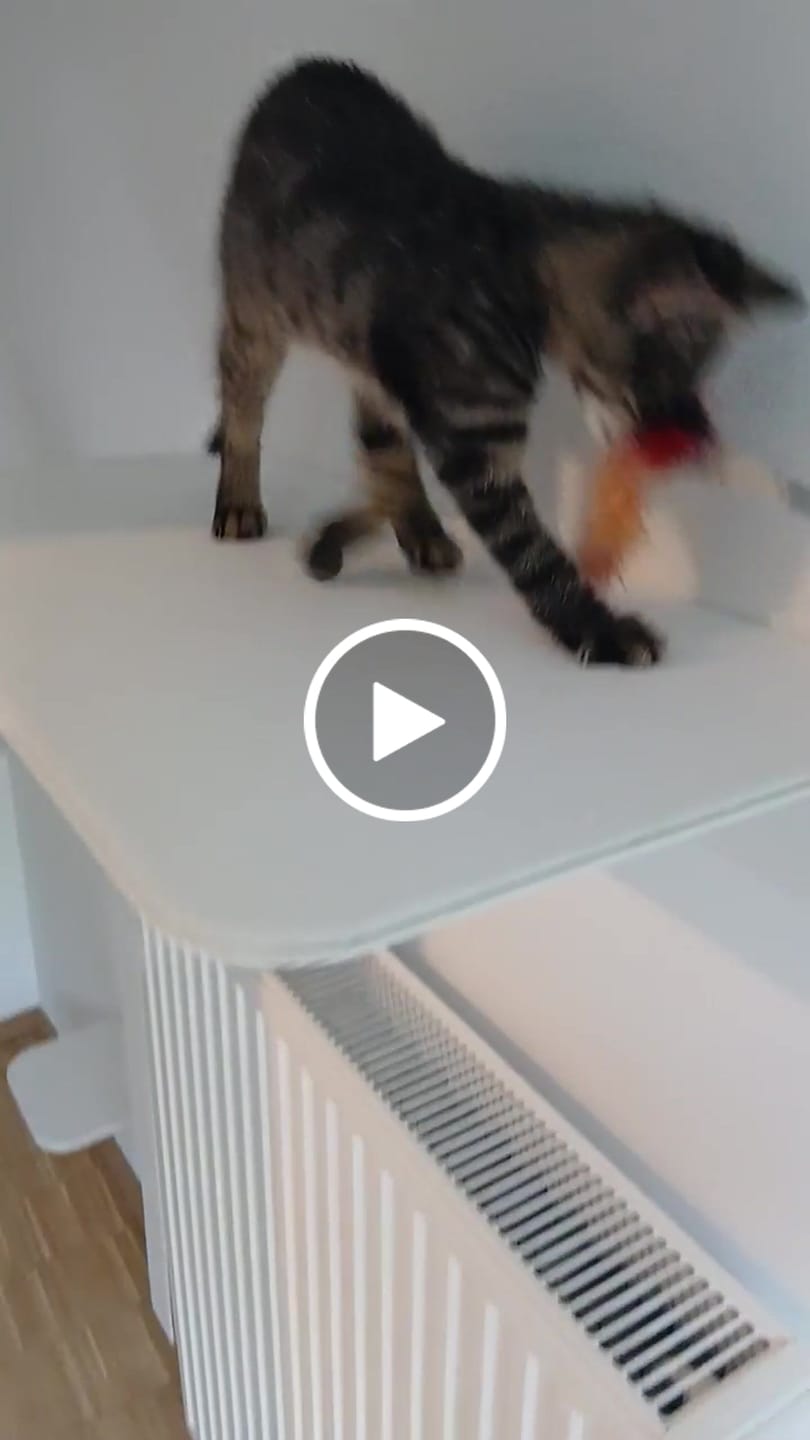 Customer video review of STYA Katzen Kletterwand | Katzen Treppe WL340 | Mit 3 Stufen
