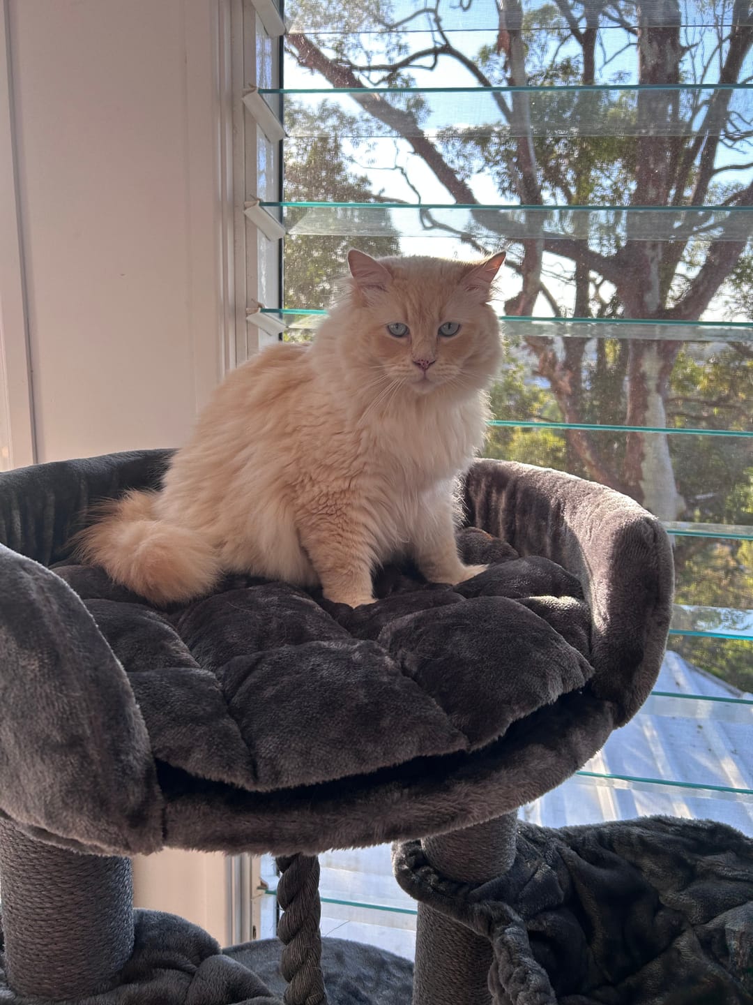 Customer photo review of 3 Month Supply - 1 Cat