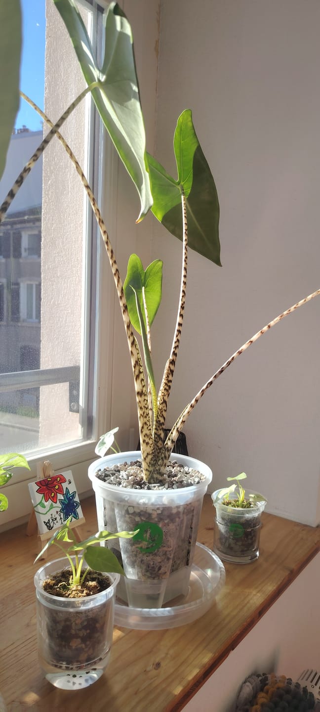 Customer photo review of Clear Self-Watering Plant Pots