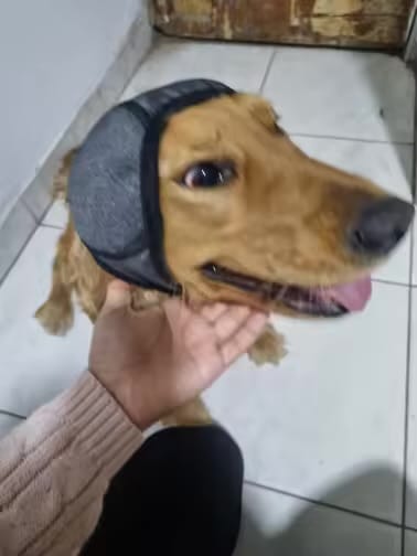 Customer photo review of DogCalm™ Orejeras con cancelación de ruido