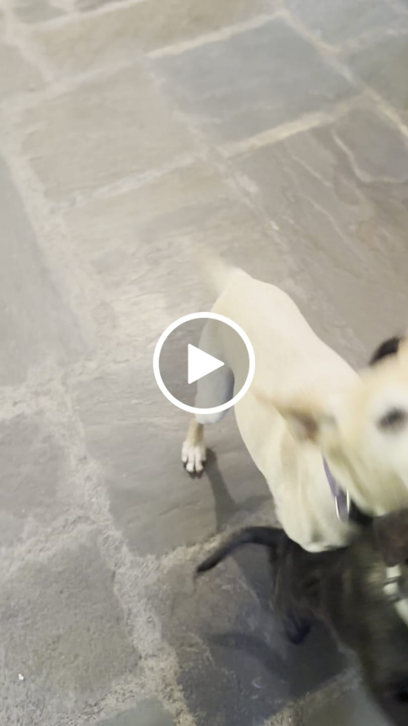 Customer video review of Freeze Dried Dog Treats - Turkey Poppers