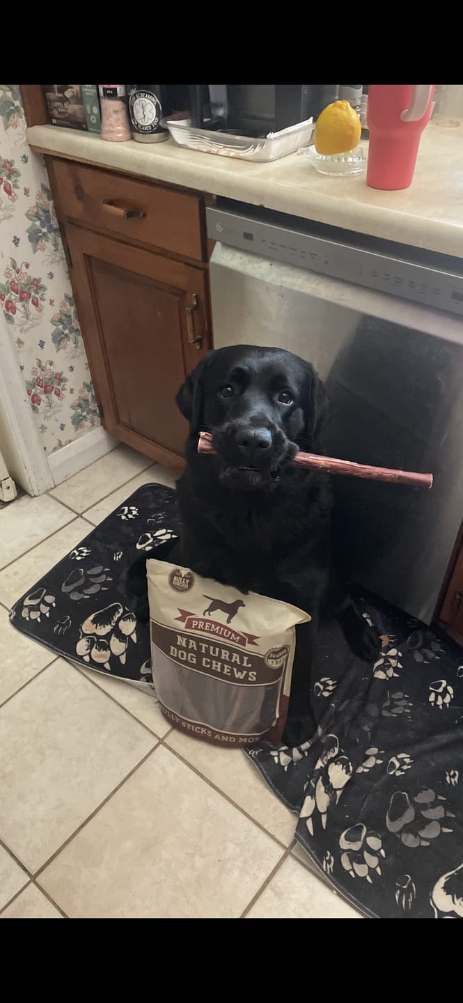 Customer photo review of 10-12 Inch Champion Chew
