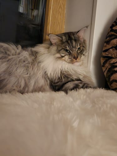 Katze von Monika Manu M.