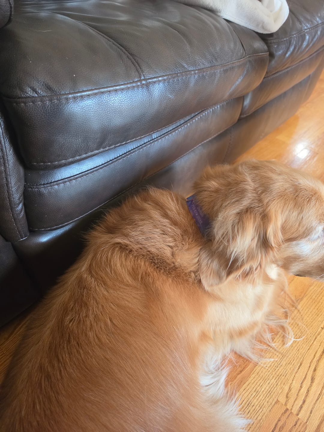 Customer photo review of Marble Purple Dog Collar