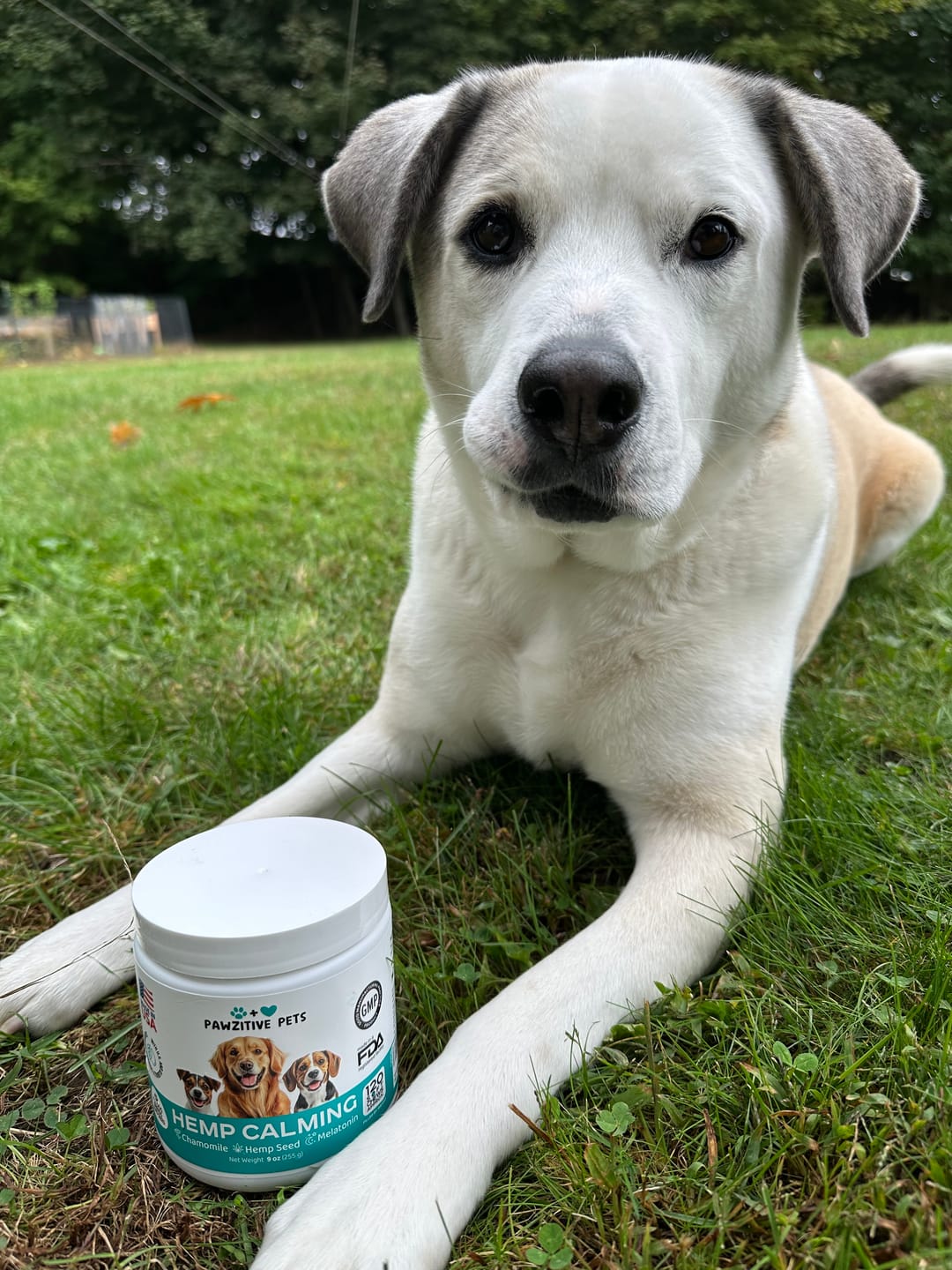 Customer photo review of Hemp Calming Chews for Dogs – 120 Soft Chews