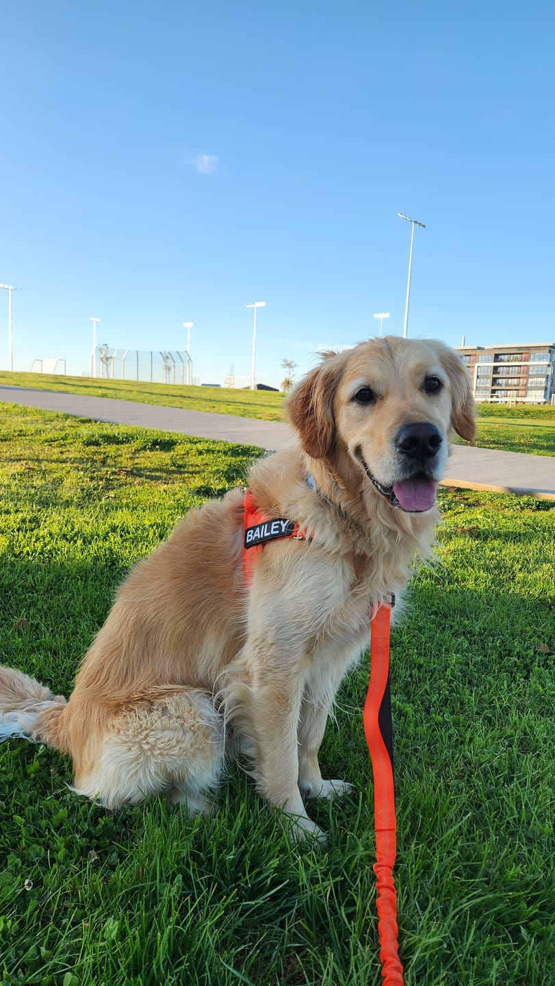 Customer photo review of Personalised No-Pull Reflective Dog Harness