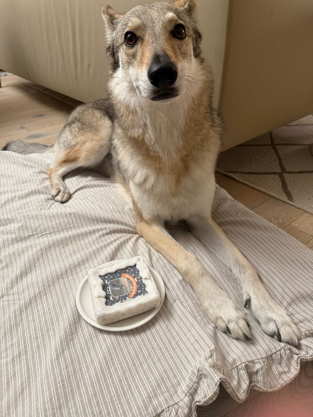 Customer photo review of Fotogenica 2 Torta Per Cani con Fotografia e Messaggio