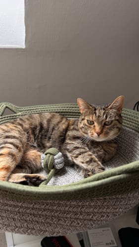 Customer's tabby cat resting inside a green and grey rope Fellnest Katzenkorb with a small toy.