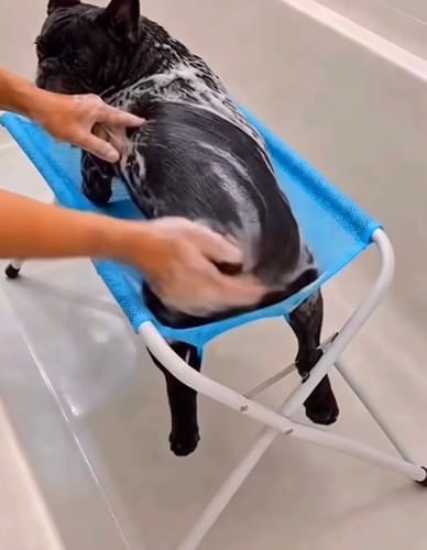Customer photo review of pawlift™-grooming-hammock