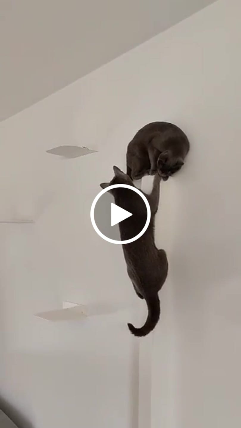 Customer video review of STYA Katzen Kletterwand | Katzen Treppe WL340 | Mit 3 Stufen