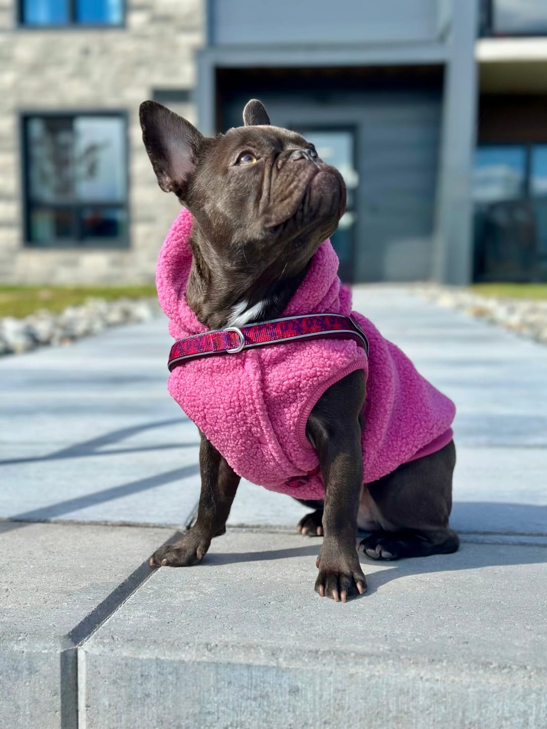 Customer photo review of Teddy Sherpa Dog Jacket - Dark Pink