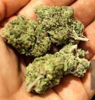 Customer photo review of Exotic Smalls Variety Bundle - 42 g THCA (Exotic)