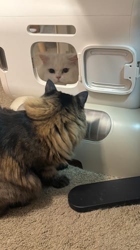 Customer photo review of Pet Dryer Box