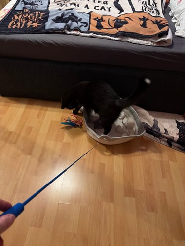 Customer's black cat standing in a light gray Fellnest Katzenkorb on a wooden floor