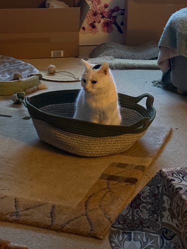 Customer's Fellnest Katzenkorb, a woven green basket with a white cat sitting inside it on a carpeted floor.