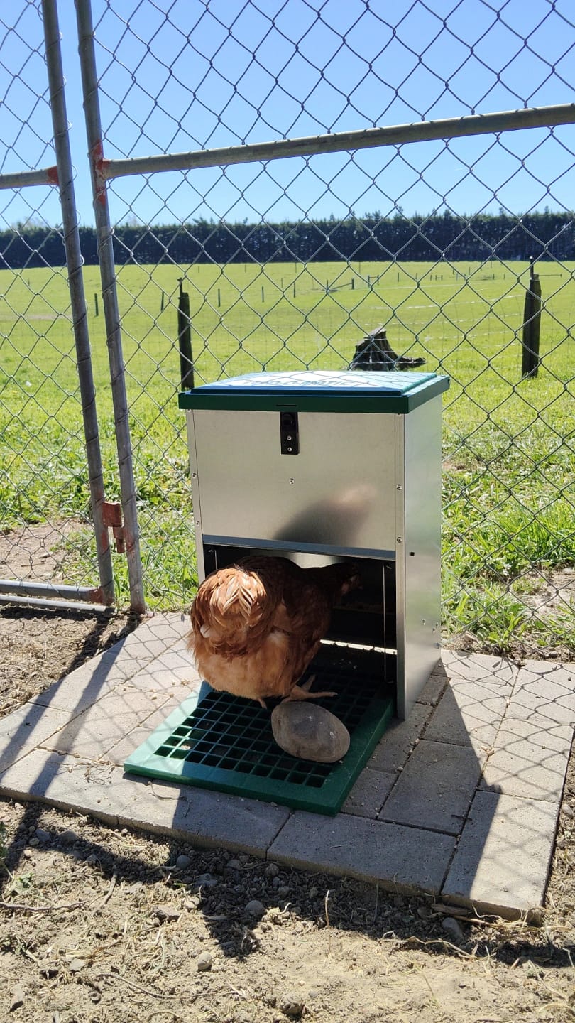 Customer photo review of 12kg Feed-O-Matic + Rat Guard
