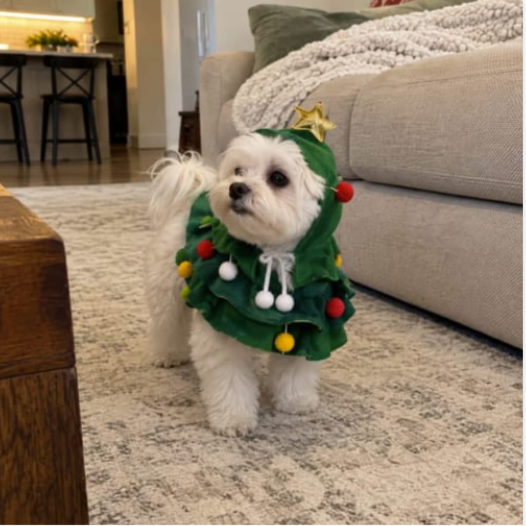Customer photo review of Disfraz Árbol de Navidad para Perros 🎄