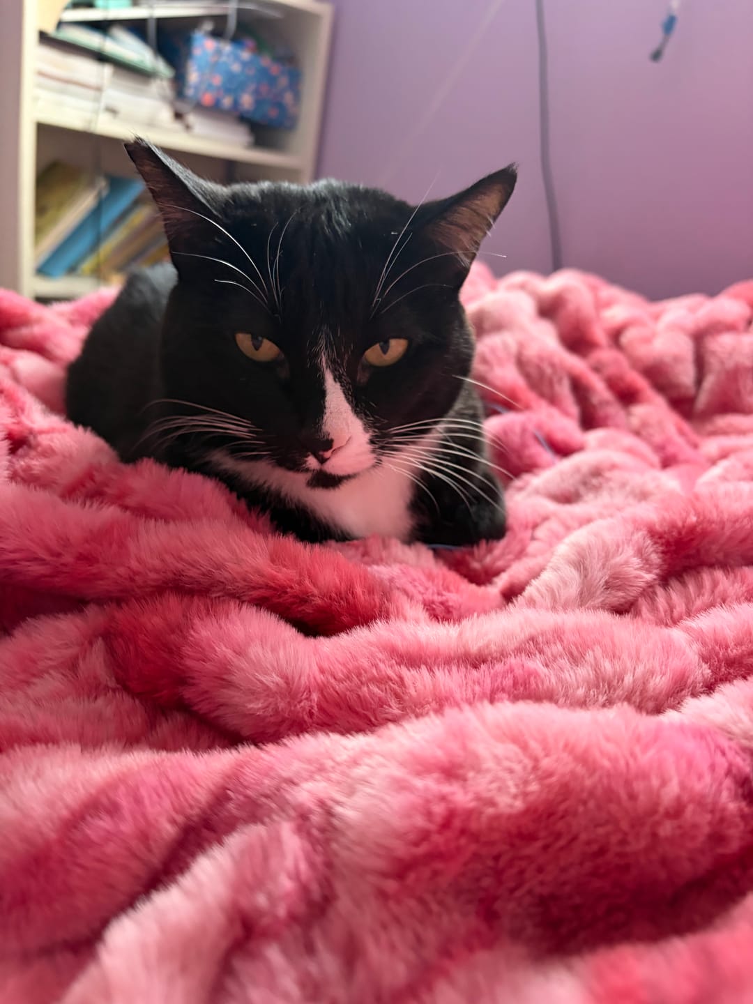 Customer photo review of Hugs Raspberry Swirl Blanket