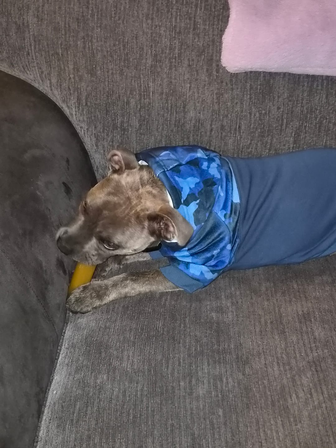 Customer photo review of Camo Dog Hoodies