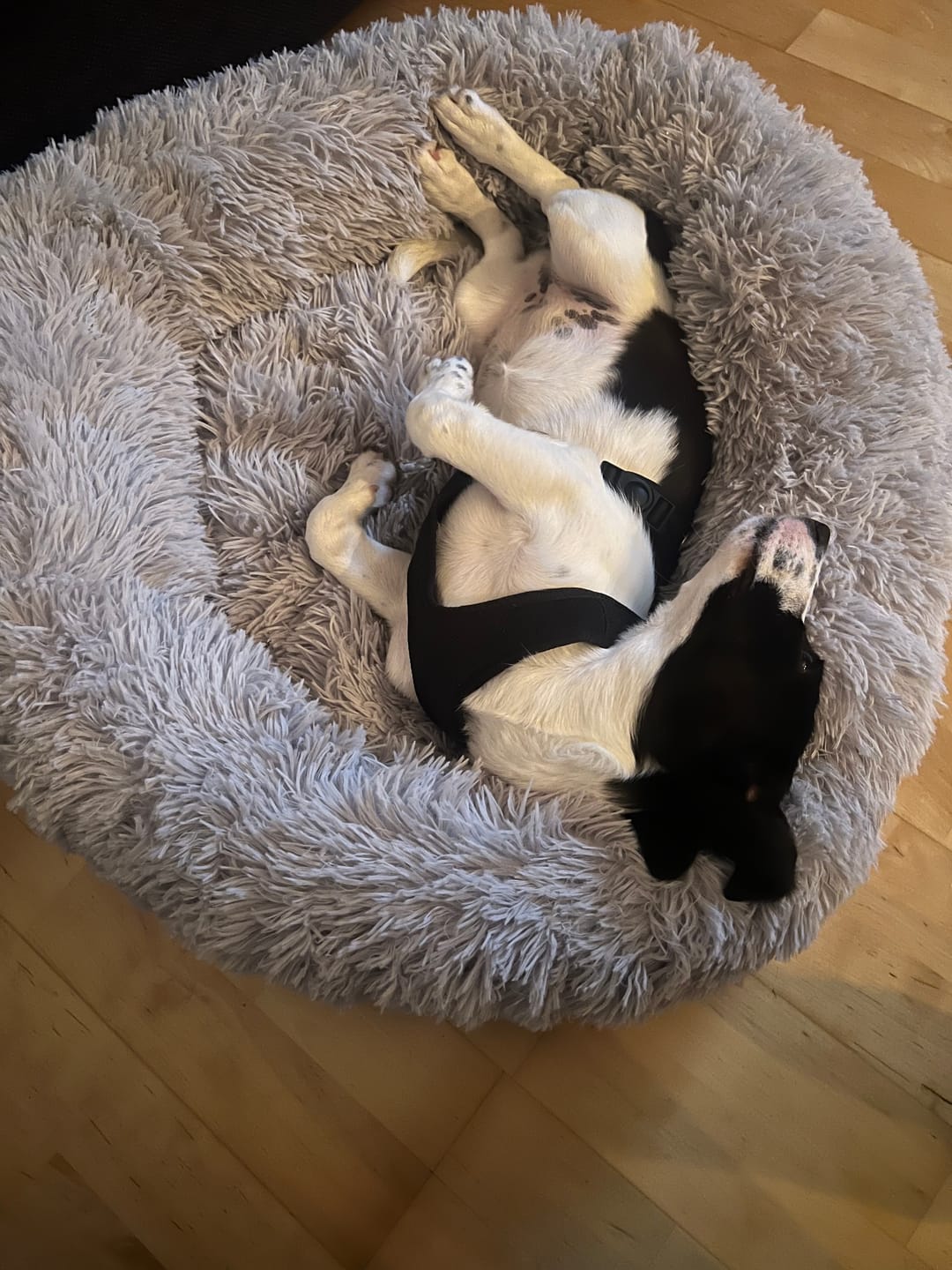 Customer photo review of Puppery Hundebett Wolke 7 - Das Original