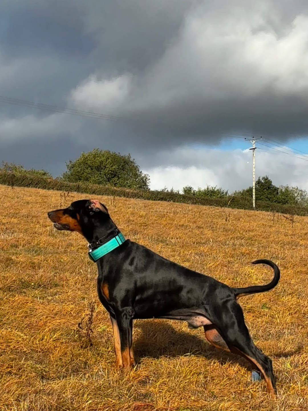 Customer photo review of 5cm Combat® Collar | With Handle & Secure Clip - Turquoise