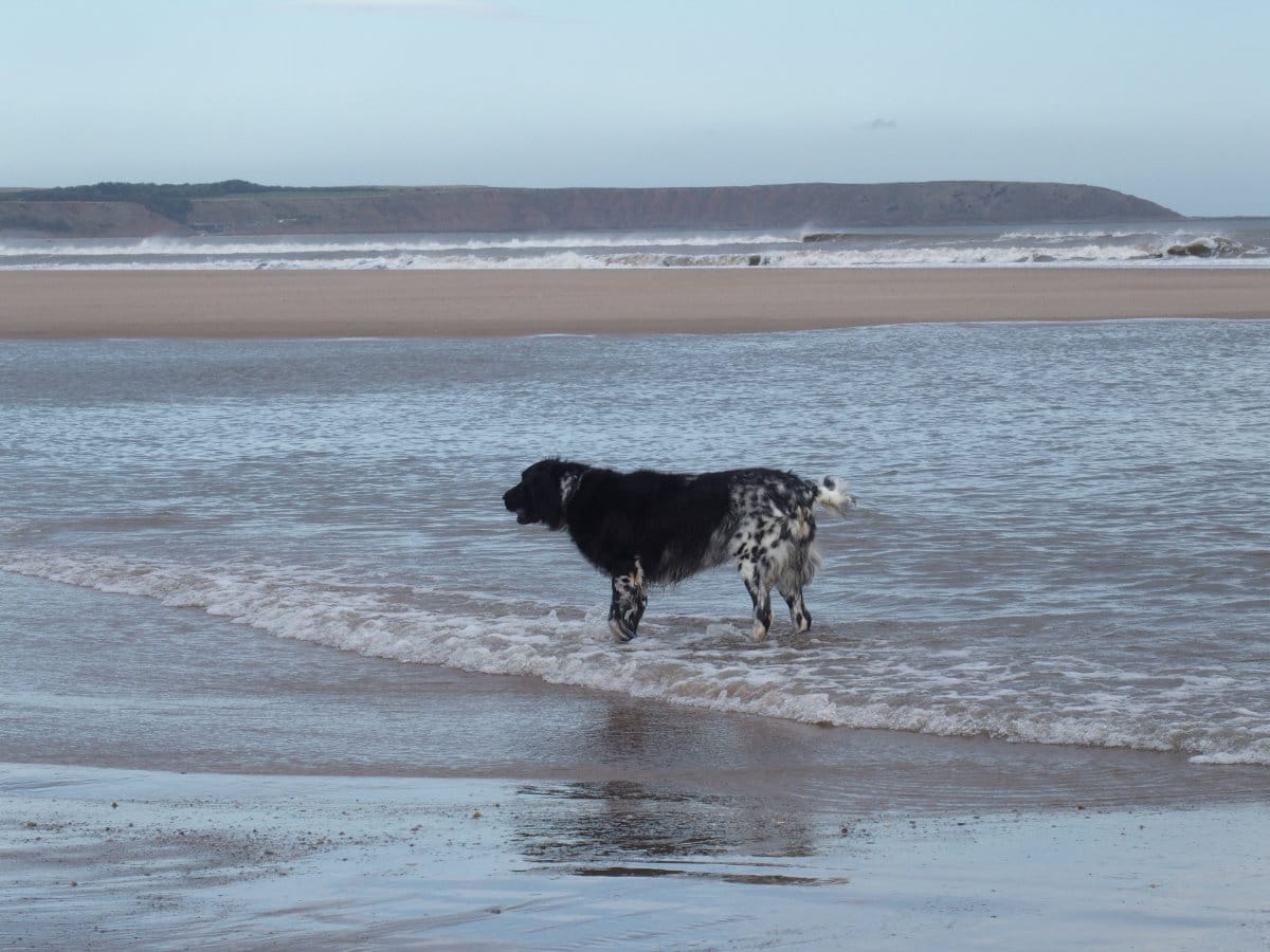 Customer photo review of The Guide to Getting Your Dog Back