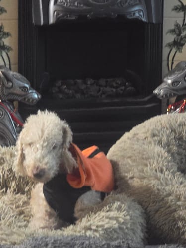 Customer's dog wearing a comfortable orange and black fleece while resting on a soft dog bed.