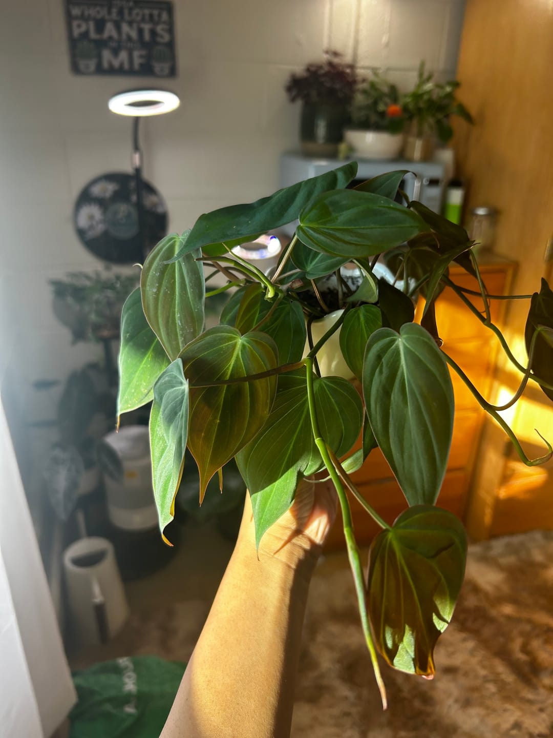 Customer photo review of Philodendron hederaceum 'Micans'