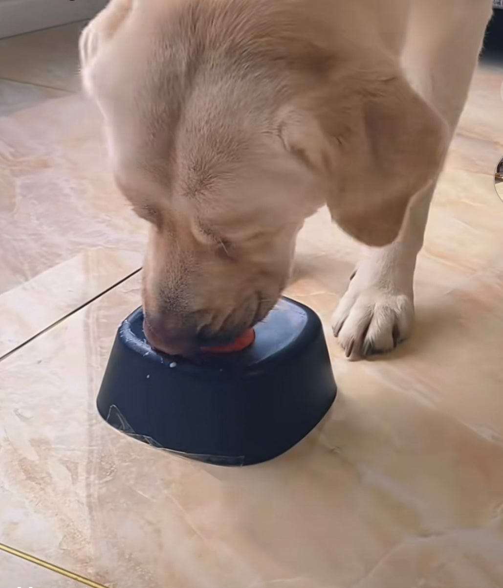 Customer photo review of Rolling Ball Lick Bowl - The Bestseller