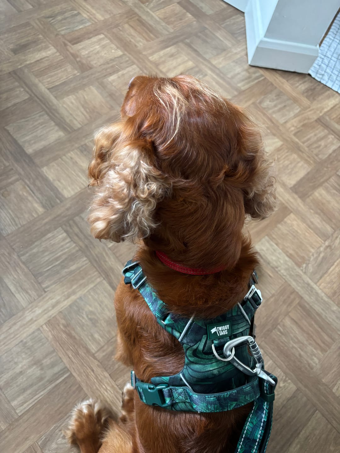 Customer photo review of Adventure Harness
