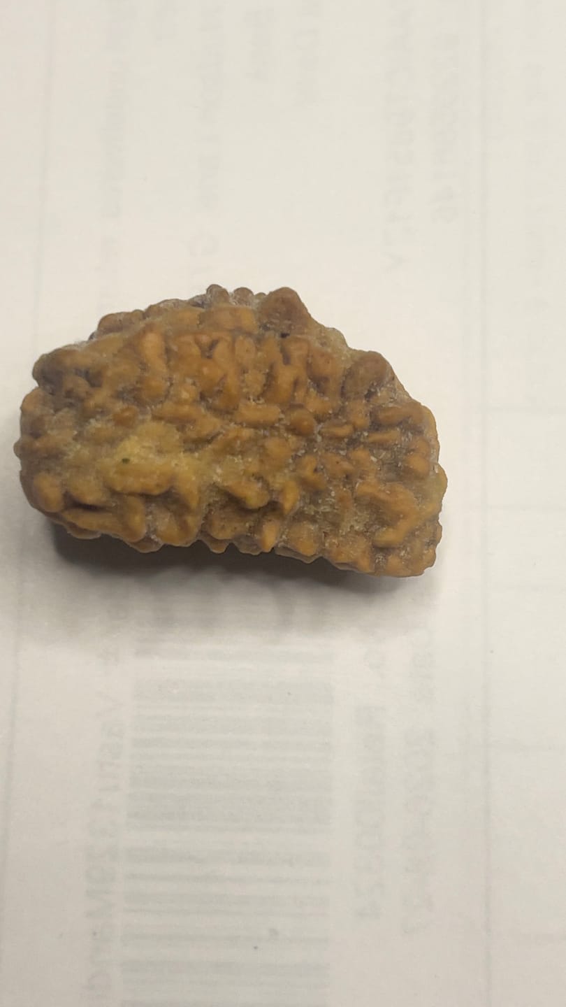 Customer photo review of Certified 1 Mukhi Half Moon Rudraksha – Vastu Remedy for Leadership & Spiritual Enlightenment | Ideal for Crown Chakra & Top Floor Altars
