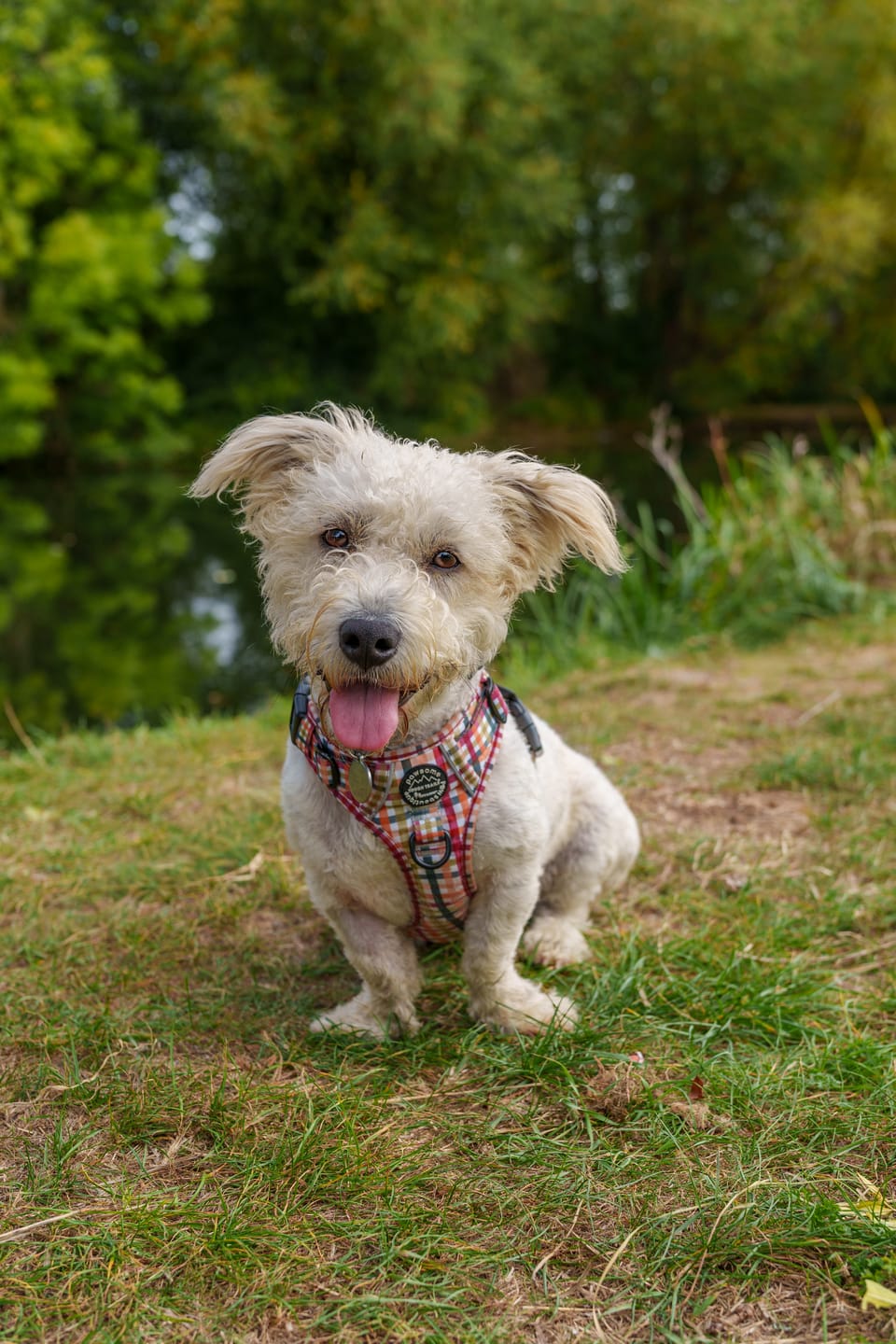 Customer photo review of Collar - Plaid Pup