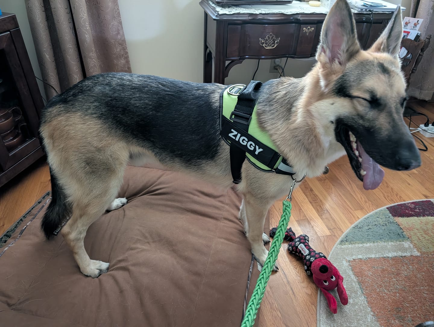 Customer photo review of Dogshood ™ No Pull Harness