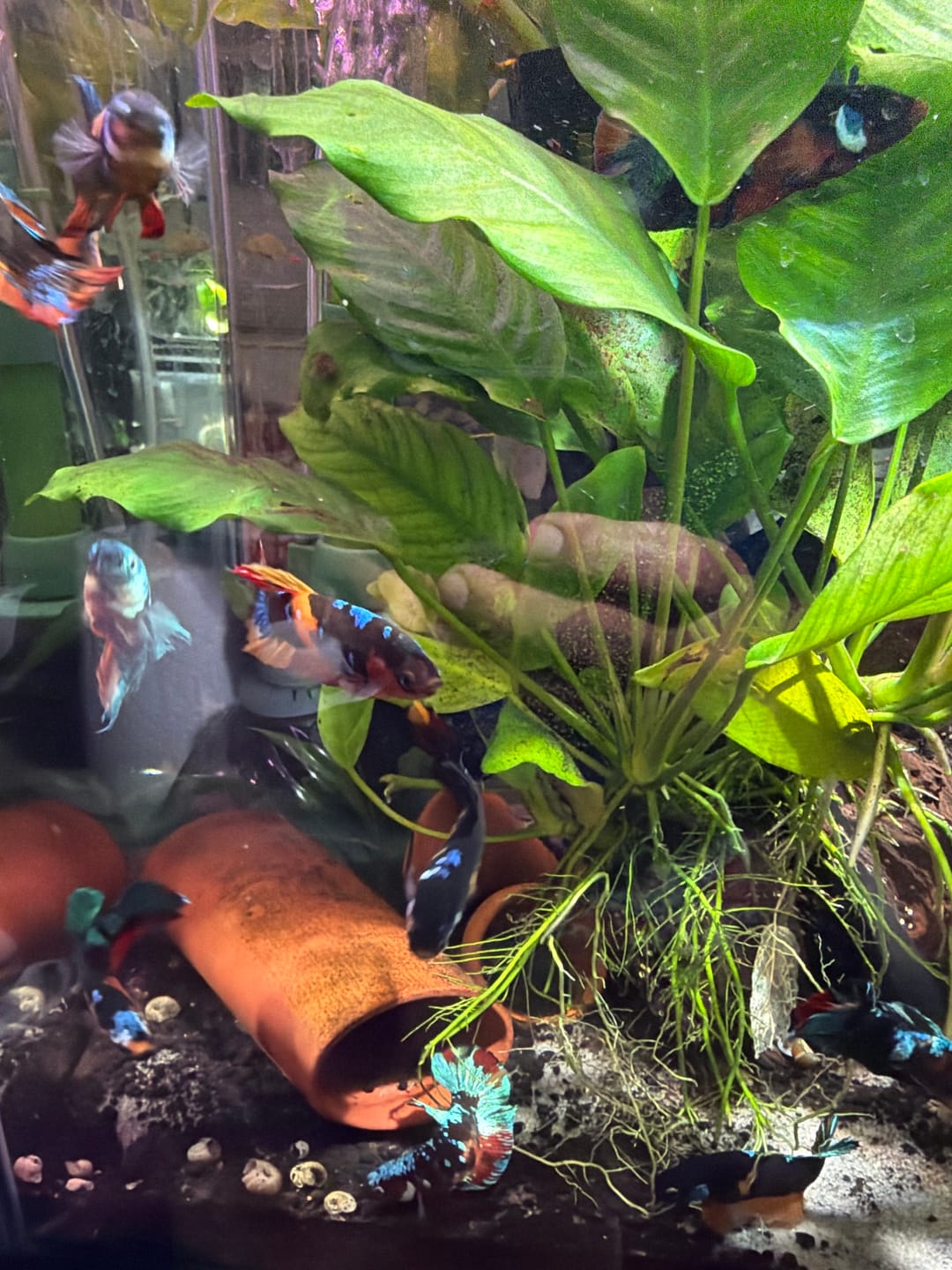 Customer photo review of Koi Nemo Black Base Female Betta Fish Sorority | Successful Sorority Pack