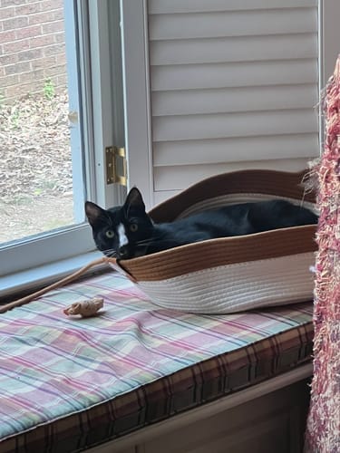 Customer photo review of Effico™ Handgeweven Krabmand voor Katten