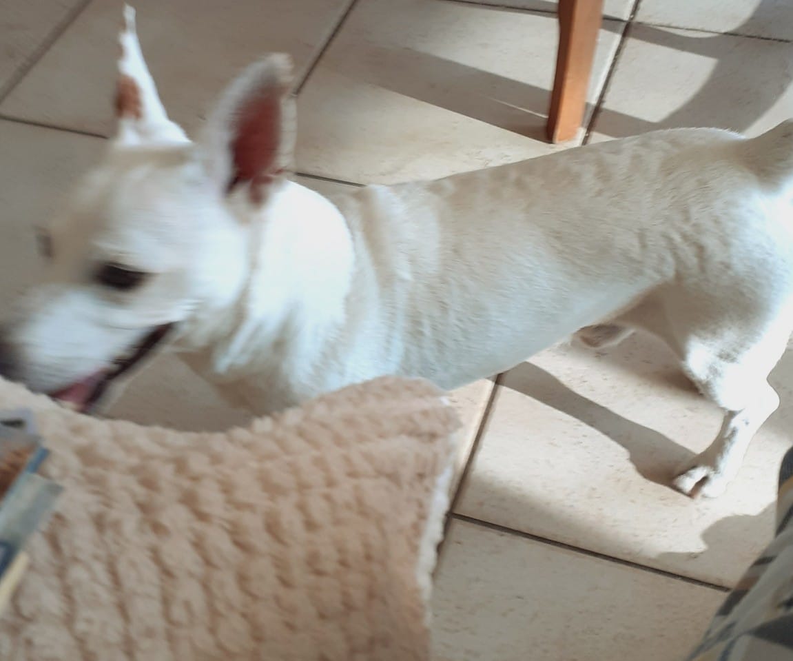 Customer photo review of Collier Anti Aboiement Sans choc Electrique PuppySafe™