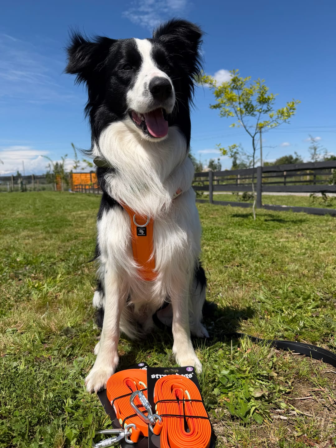 Customer photo review of Arnés Aerosport para Perros - Street Dogs - Orange