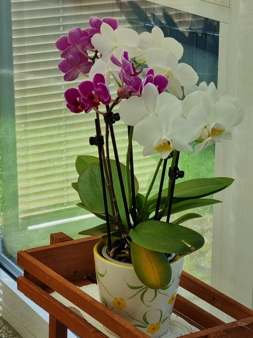 Customer photo review of Cocktail Orchidee mit violett-weißen Blüten und 4+ Rispen