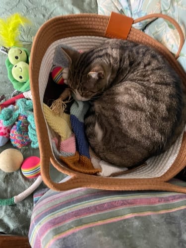 Customer photo review of Effico™ Handgeweven Krabmand voor Katten