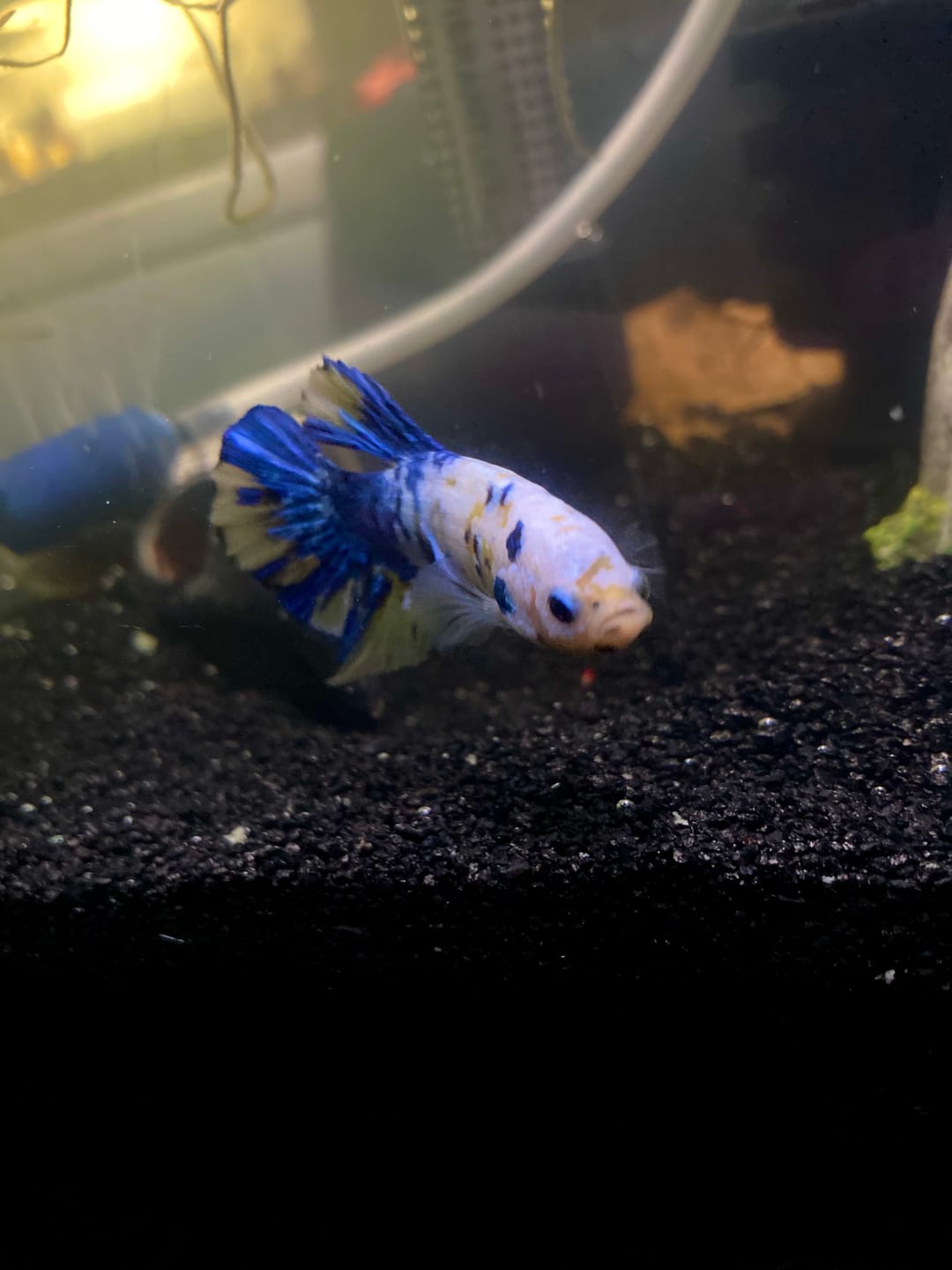 Customer photo review of Koi Yellow Galaxy Male Plakat Betta Fish | High Grade | Mystery Betta