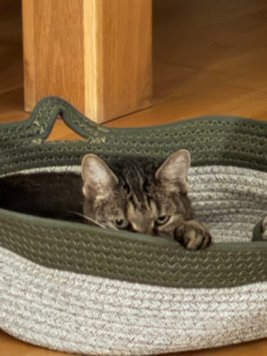 Customer's getigerte Katze, die in einem grauen Fellnest Katzenkorb mit grüner Umrandung liegt.