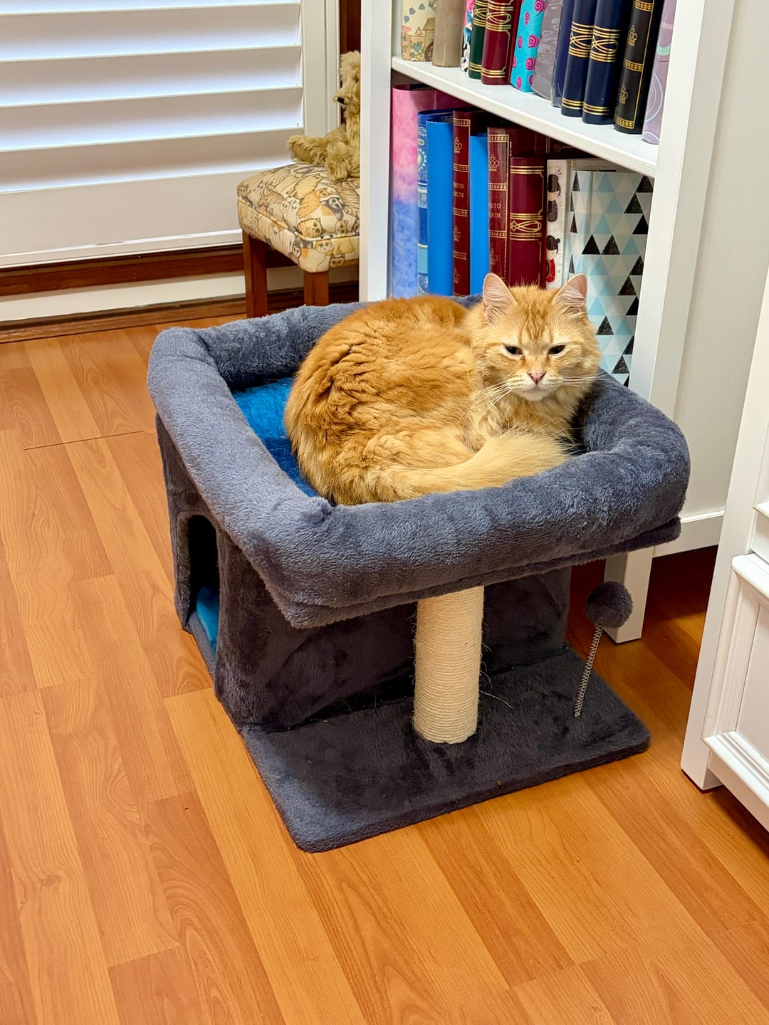 Customer photo review of Cat Tree Tower Big Perch Bed Large Condo House Scratcher Removable Soft Mat